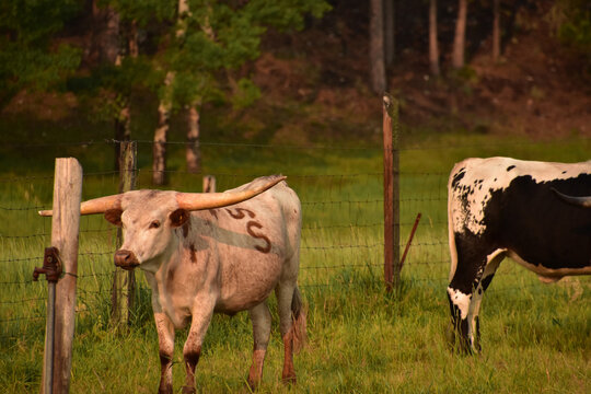 Branded Longhorn Cattle on a Cattle Ranch