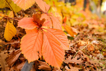 Red creeper on fence in autumn