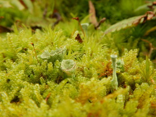 Cladonia fimbriata or the trumpet cup lichen is a species cup lichen belonging to the family...