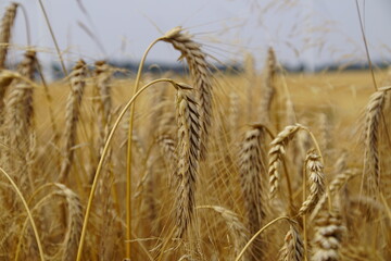 A rye field, Polish countryside