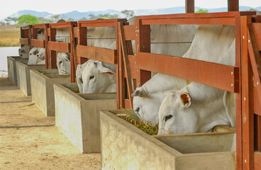 Livestock. Cattle eating on farm in Campina Grande, Paraiba, Brazil on October 2, 2004.