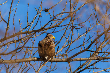 Great Steller's Sea Eagle. The bird of prey eagle sits on a tree branch in anticipation of the victim.