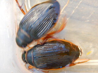 great diving beetle Dytiscus marginalis is an aquatic diving beetle native to Europe and northern...