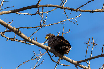 Great Steller's Sea Eagle. The bird of prey eagle sits on a tree branch in anticipation of the victim.