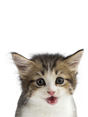 Cute fluffy kitten, isolated, portrait