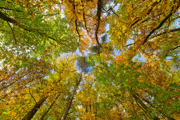 Beautiful trees set against the blue sky. Colorful Autmn in the forest.