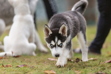 Portrait of a cute husky puppy dog in a autumnal garden outdoors