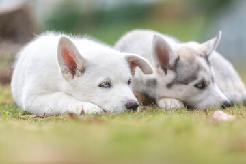 Portrait of cute husky puppy dogs cuddling together in a garden outdoors