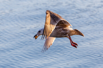 Pacific Ivory Gull flies over the sea in search of fish.