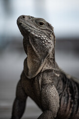 A rock iguana that is native to Little Cayman is happily posing for a portrait shot