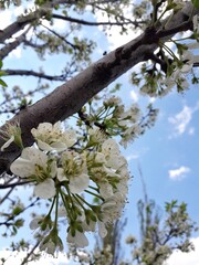 tree flowers
