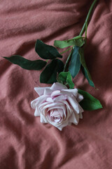 pink rose on a pink background. rose lies on the bed. rose close-up