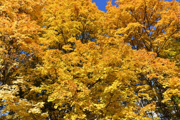 maple crown with yellow leaves on a sunny autumn day
