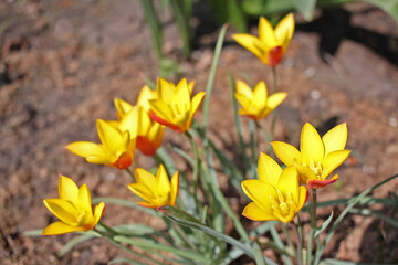 Tulipa clusiana