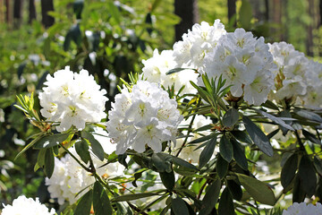 Rhododendron in spring.