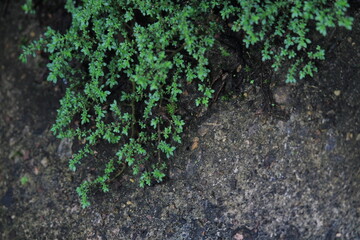 Ground Texture