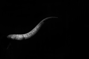 Texas longhorn cow horn texture in detail closeup, isolated on black background with copy space.