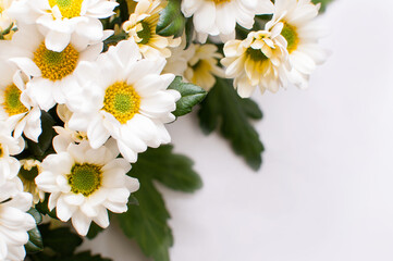 Obraz premium White chrysanthemums with yellow cores and green leaves with blurred edges on a white background as a texture or background