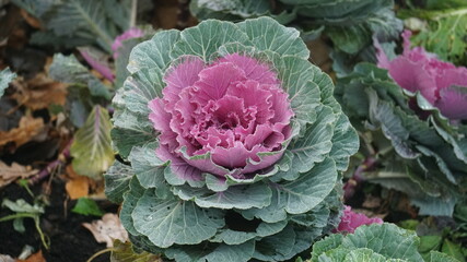 pink and green cabbage