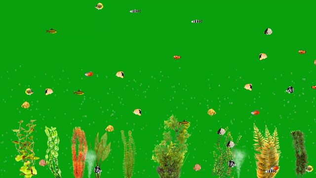 A 4K animation video of small colorful fishes and seaweeds with green screen background.