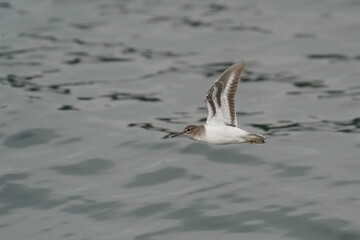 sandpiper in flight