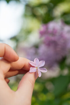Six-leaf purple lilac flower in a woman's hand on a blurry background