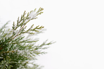 fresh green Christmas branches of thuja in the snow close-up as a texture on a white background