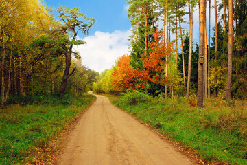 leśna droga jesienią © novi59