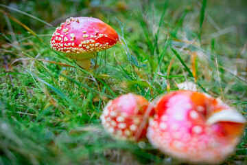 Amanita muscaria, red toadstool, mushroom in the forest.