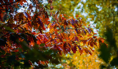 autumn leaves on the tree