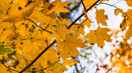 autumn maple leaves