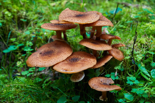 Mushrooms on dead wood, close-up. (Hallimasch)