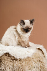 A small beige colored ragdoll baby kitten cat a on fluffy rug on brown background