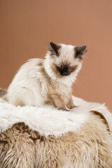A small beige colored ragdoll baby kitten cat a on fluffy rug on brown background