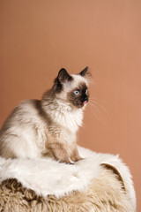 A small beige colored ragdoll baby kitten cat a on fluffy rug on brown background