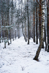Winter landscape with snow-covered pine trees. Smooth rows of tall tree trunks. Walk in the snowy January forest