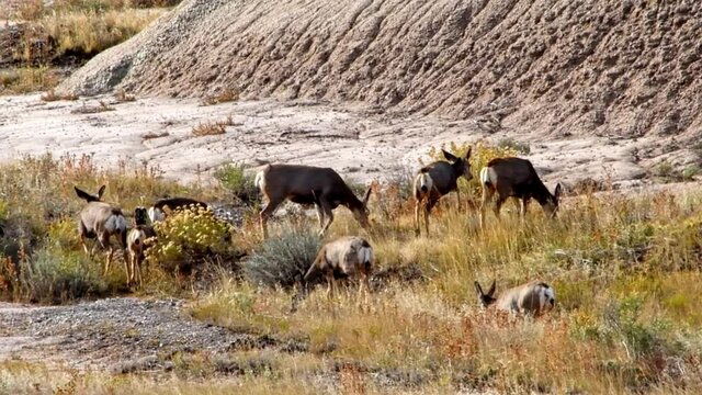 A small herd of mule deer is grazing on fall grasses at the Badlands National Park, South Dakota.