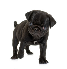 puppy black pug