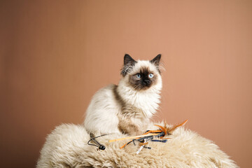 A small beige colored ragdoll baby kitten cat a on fluffy sheepskin rug on brown background