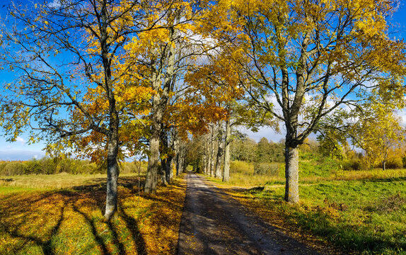 Autumn road alley. Autumn landscape. Colorful walk in the fall