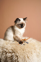 A small beige colored ragdoll baby kitten cat a on fluffy rug on brown background