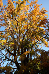 autumn trees in the park