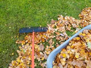 Raking fall leaves in garden. Wheelbarrow full of dried leaves. Autumn leaf cleaning. Pile of fall leaves with fan rake on lawn