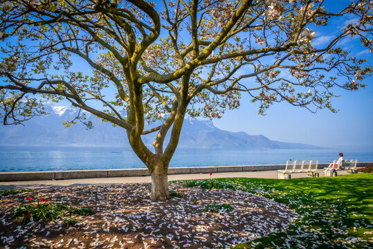 Woman sitting on a bench looking at view, Lake Geneva, Switzerland