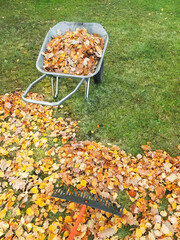 Raking fall leaves in garden. Wheelbarrow full of dried leaves. Autumn leaf cleaning. Fallen autumn leaves with fan rake on green lawn. Portrait capture