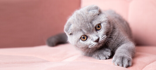 adorable fluffy small grey domestic Kitty lying on pink soft sofa at home. cute fold scottish cat. pets banner