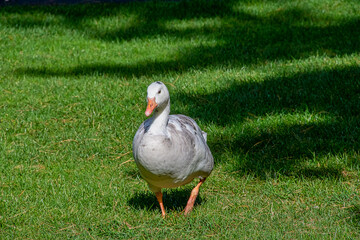 A white Greylag Goose walking on grass