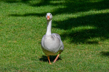 A white Greylag Goose walking on grass