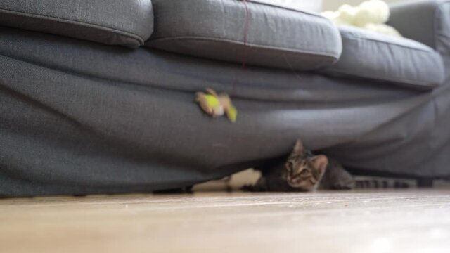 Cat playing with mouse toy with rope at home. Living room with playful cat. Adorable kitten curios about new toy