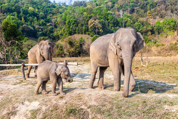 Fototapeta na wymiar Elephant family looking at camera